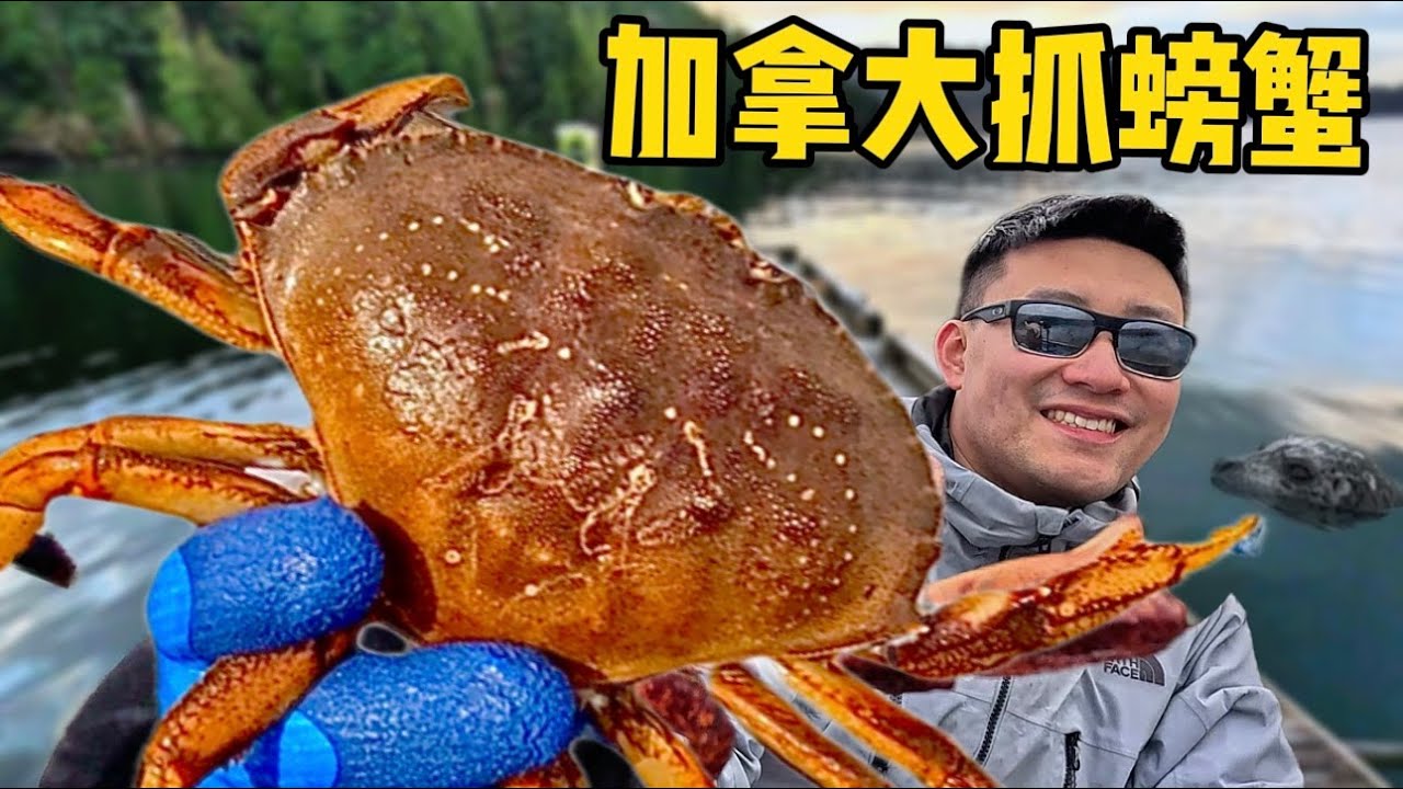 职业钓鱼佬硬刚海豹，能否成功钓到珍宝蟹？| 赶海 | 螃蟹 | 海鲜 | 美食 | 加拿大