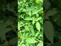 គេហាវដេីមបេ៉ងប៉ោះស្រោម #music