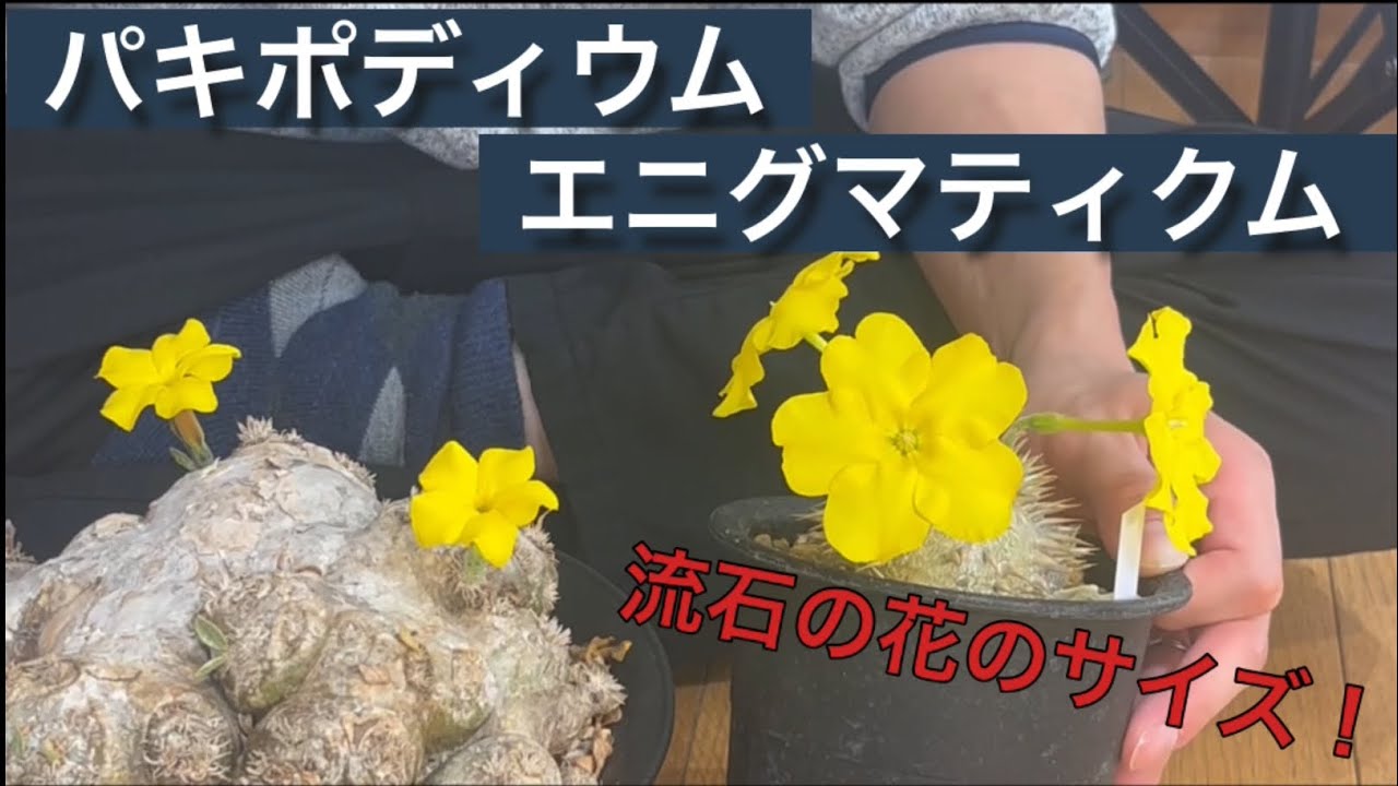 Pachypodium enigmaticum in Bloom: A Size Comparison with