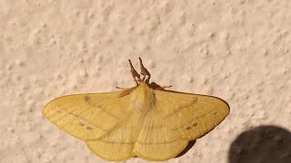 Yellow monkey Moth