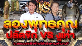 ลองพุทธคุณ ปลักขิก Vs งูเห่า จะสยบอสรพิษร้ายได้จริงตามตำนาน?