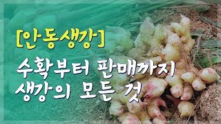 [특집 다큐] 안동생강의 힘 / 안동MBC PLUS
