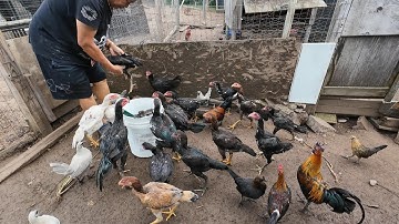 young thai hens and roosters/Qaib Thaib Mos