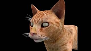 Ginger cat 3D model