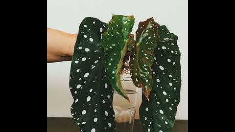 Beautiful Begonia Maculata growing in water
