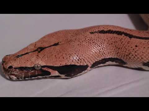 Couple cool snakes on this Valentines Day!