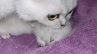 Mama cat carries baby kittens back and forth | Scottish Fold cat Bonbon talks to her meowing kitties by Happy kittens – Alfa Assoluto 14,020 views 1 year ago 2 minutes, 9 seconds