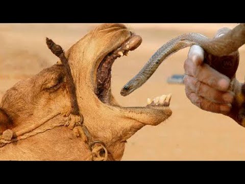 Vidéo: Que mangent les serpents, comment vivent-ils et pourquoi meurent-ils