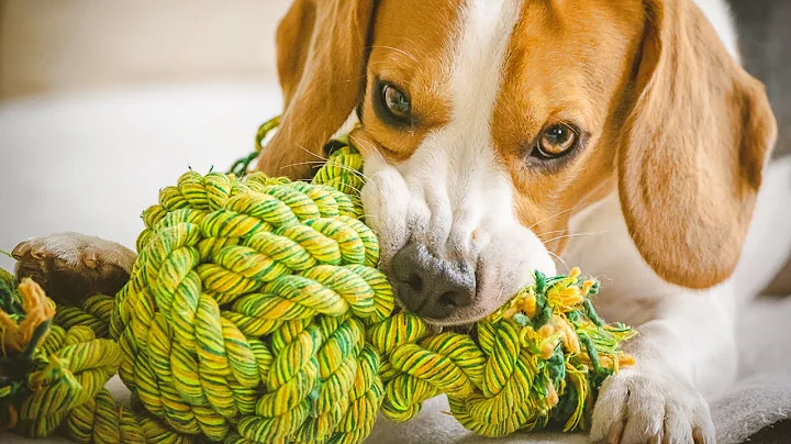 How to Make Dog Toys Cheaply (5 Eco-friendly DIY Dog Toys)
