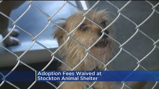 Adoption Fees Waived At Stockton Animal Shelter This Weekend