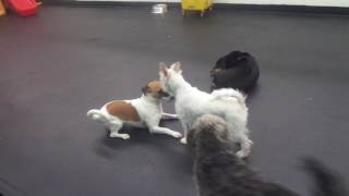 The Barking Lot - 3/13/17 - MAH00938