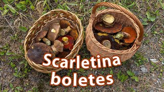 Mushroom Foraging - July 4th 2021 - Scarletina boletes | Neoboletus luridiformis