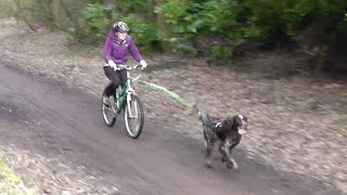 Bikejoring  a first go