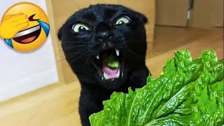 MustSee Funny Moments with Cats & Dogs #12