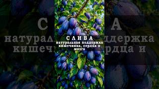 СЛИВА — натуральная поддержка кишечника, сердца и мозга