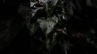 Serdar Ortaç - Mesafe (Umur Cover)