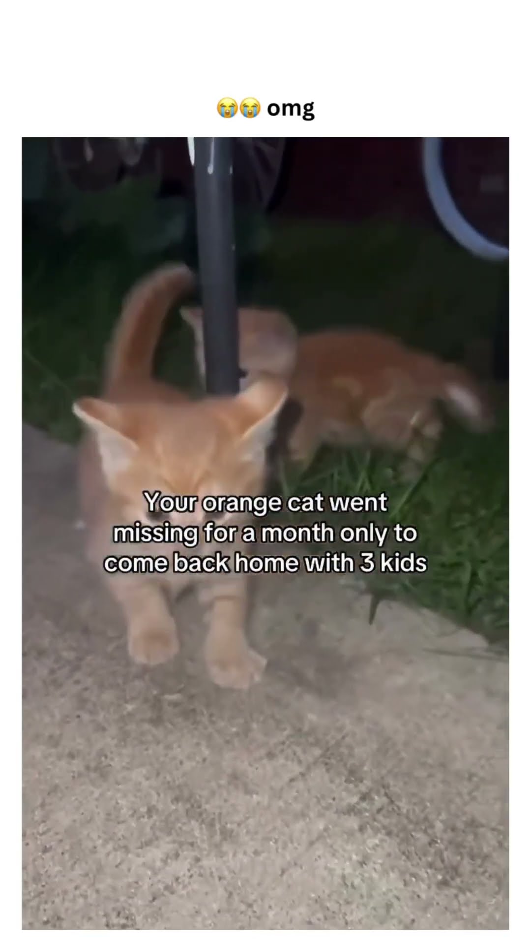 Bro came in with three Kittyos and that new music video