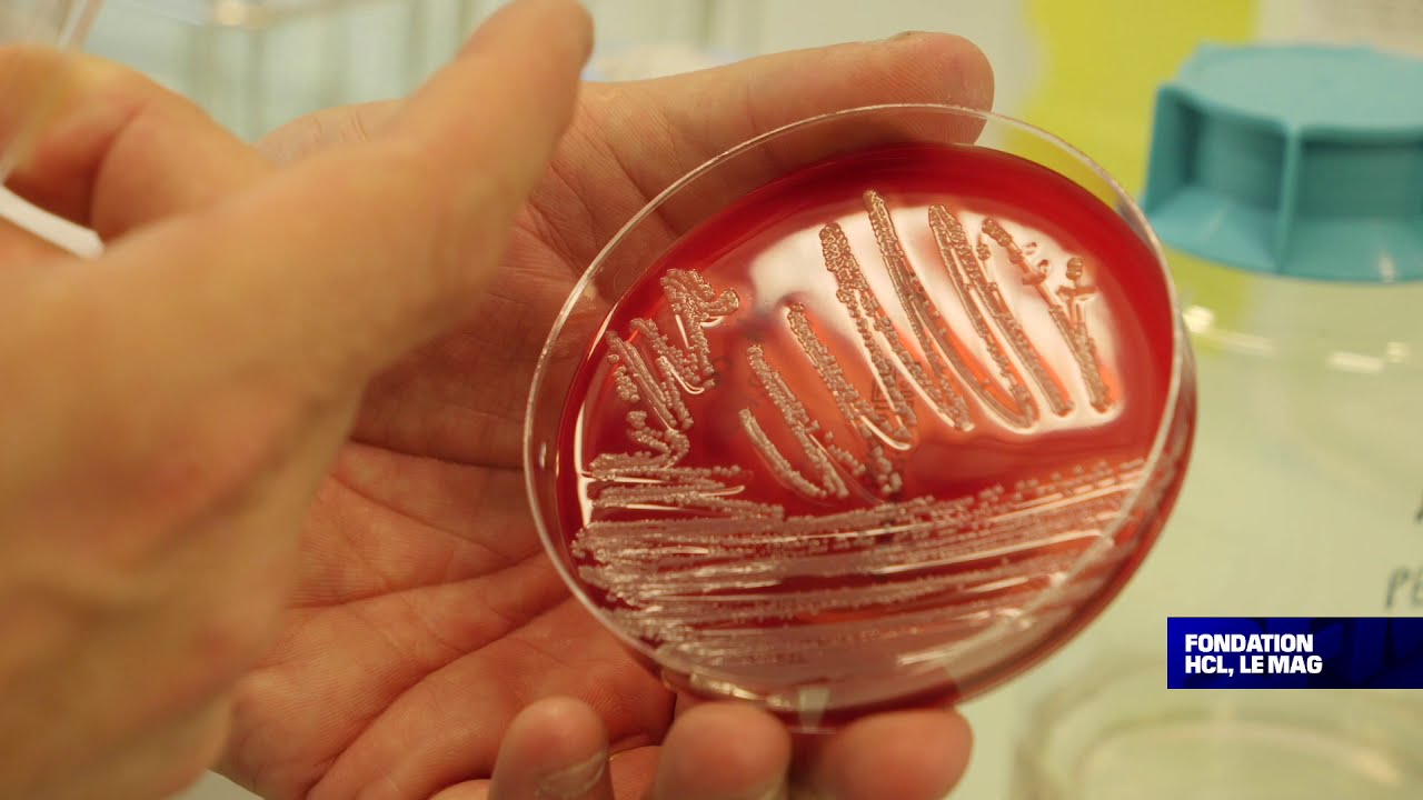 Les bactériophages, des virus mangeurs de bactéries… | Fondation HCL, le mag