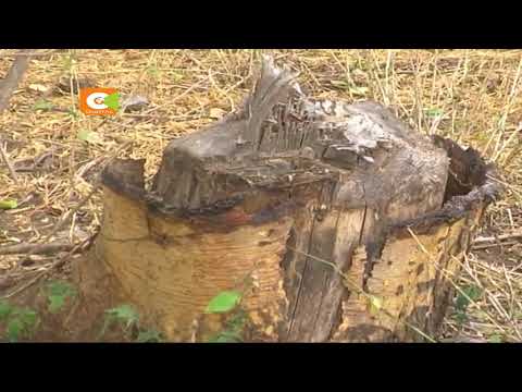 Video: Kati Ya Jiji Na Msitu