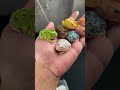 Padahal Warnanya Banyak yang Menarik🤩 | WA 082137374647 | Website Reptilezoy. com