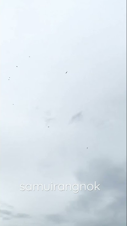 Swiftlet birds in samui#samuiswiftlet#samuirangnok