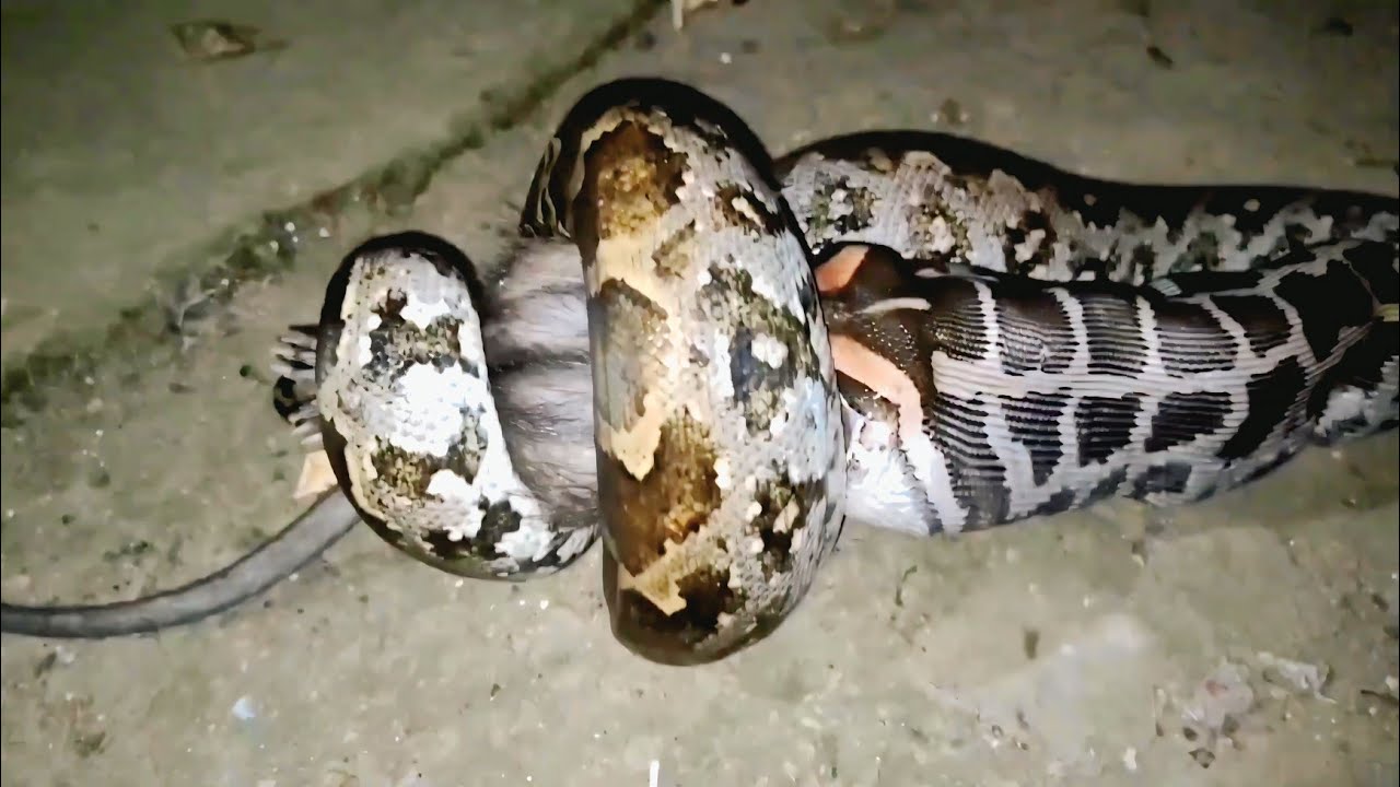 Indian rock python इन आँखों ने देखा:रॉक पाइथन को शिकार करते हुए These ...