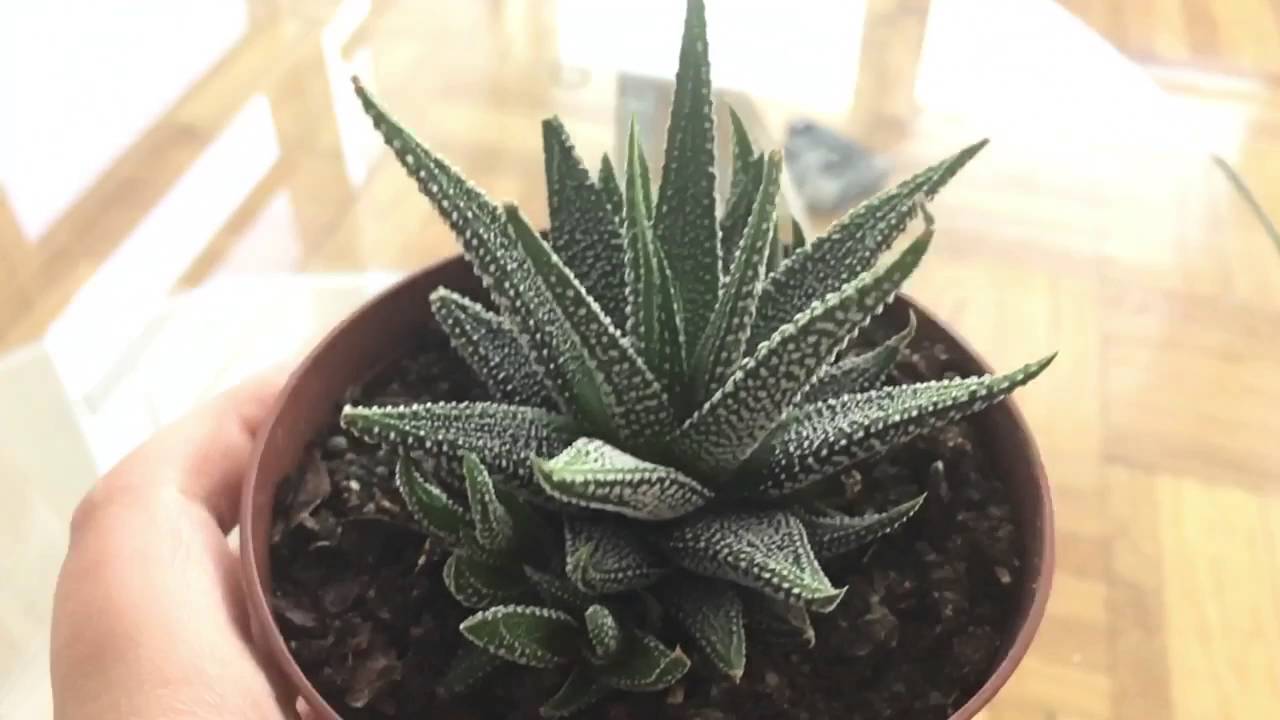 Zebra cactus 