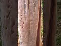 Angophora costata. Your losing some blood love!!! #australia #plants #ihavethisthingwithplants