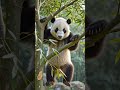 cute panda 🐼✨... #ai #v #viral #funny #ytshorts #panda