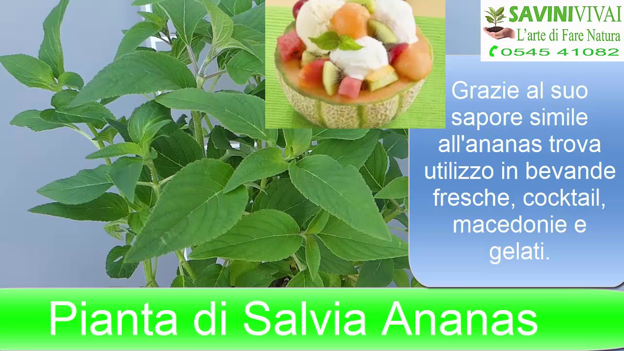 P. Piantine Da Orto | Salvia Ananas, Pianta In Vaso Diametro 14 Cm