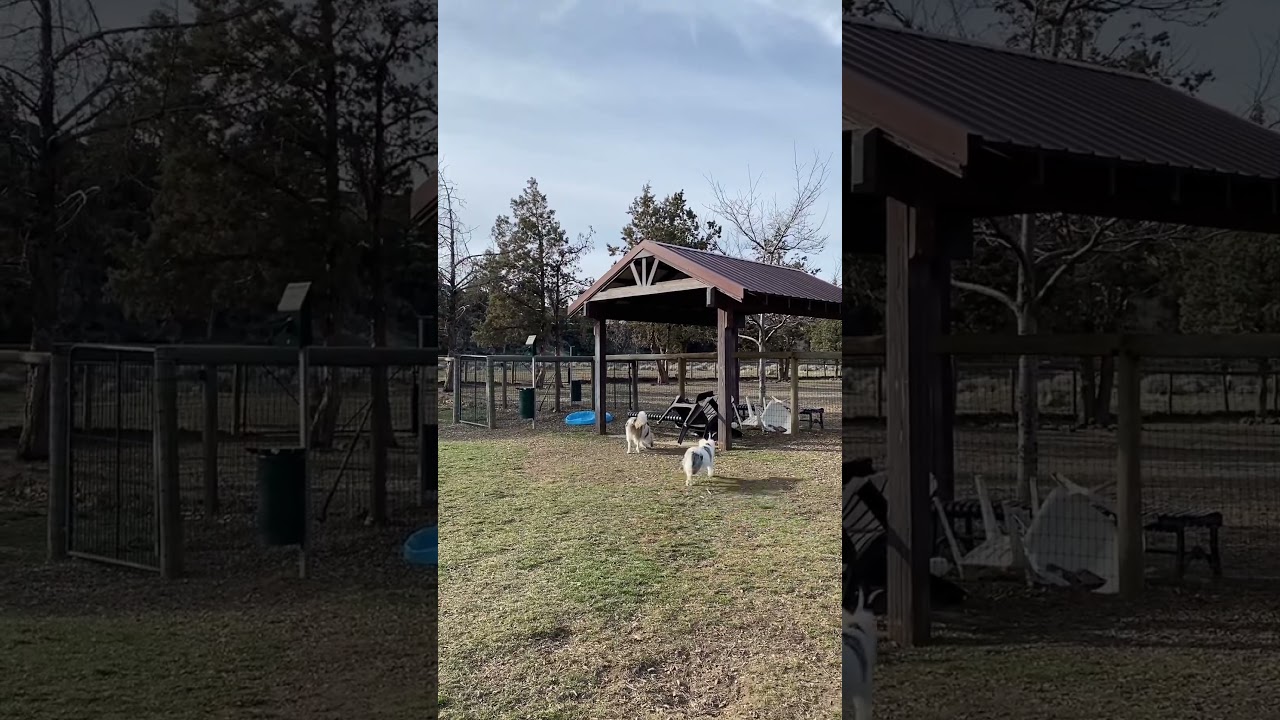 The sneakiest dog around! 