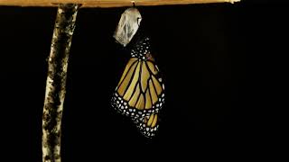 From a Caterpillar to a Monarch Butterfly - Time-Lapse Animation