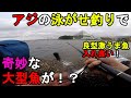 【神奈川県某所】アジの泳がせ釣りで奇妙な大型魚が！？真夏の8月下旬の北風が強い日に、神奈川県の東京湾側に面している北風に強い釣り場で釣りしてみたら、開始早々○○が入れ食いで…！【2022.08.28】