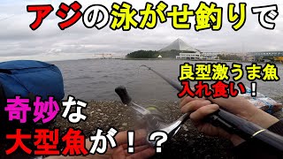 【神奈川県某所】アジの泳がせ釣りで奇妙な大型魚が！？真夏の8月下旬の北風が強い日に、神奈川県の東京湾側に面している北風に強い釣り場で釣りしてみたら、開始早々○○が入れ食いで…！【2022.08.28】