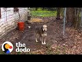 This dog had been in chains for 5 years   the dodo