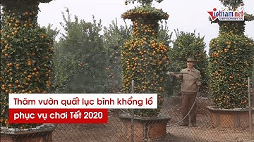 Thăm vườn quýt lục bình "siêu to khổng lồ" phục vụ chơi Tết Tân Sửu 2021