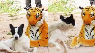 Funniest Pranks On Dogs And Cats 2023 [Funny Pets]