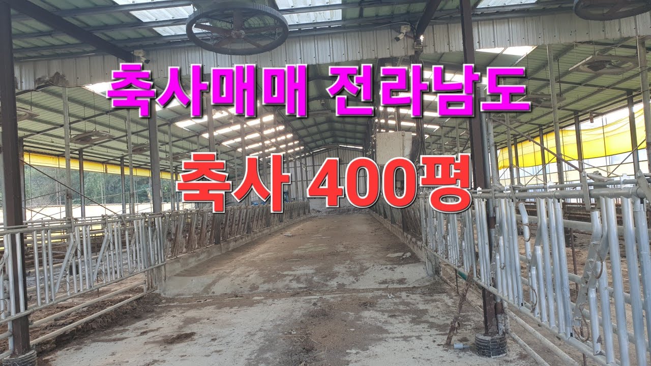 Shinsung TV [Продажа скота] ☎️010 3705 1117 Продажа скота: корейская говядина и черные козы в Ёна...