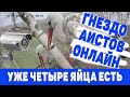 ВИДЕО ОНЛАЙН  ИЗ ГНЕЗДА АИСТОВ  22 апр  2021  с  16-00