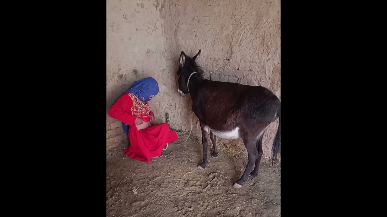 My funny 🤣😂 donkey new girlfunny donkeyfunny kongdonkey donkeyKong 