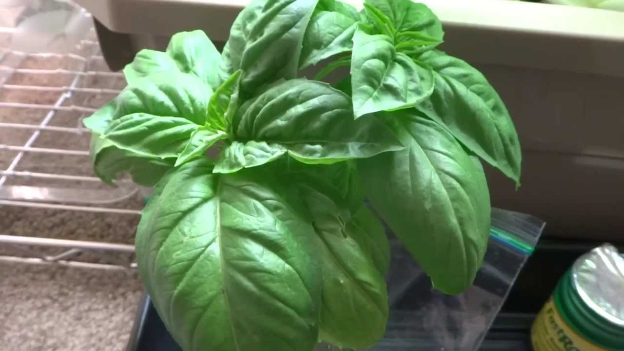 Propagate Basil Cheap and Easy Method Part 01 YouTube