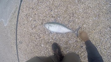 False Albacore making the DRAG SCREAM!