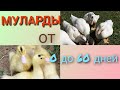 МУЛАРДЫ. Утка от 0 до 60 дней.  Содержание уток мулардов.