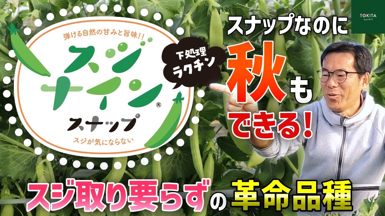【もちろん春もできる！】良食味＆スジ取り要らずでご家庭大歓喜！スジナインスナップ【オープンデーバーチャルツアー】