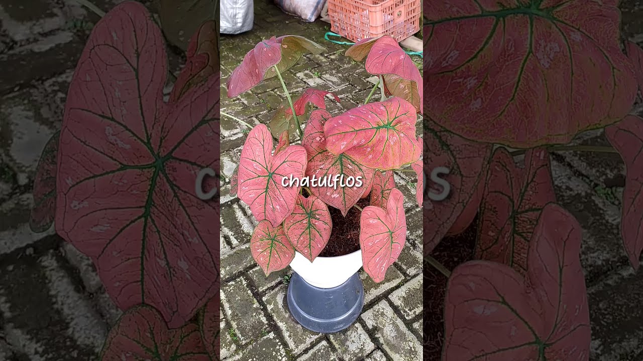 CALADIUM GREEN SPIDER