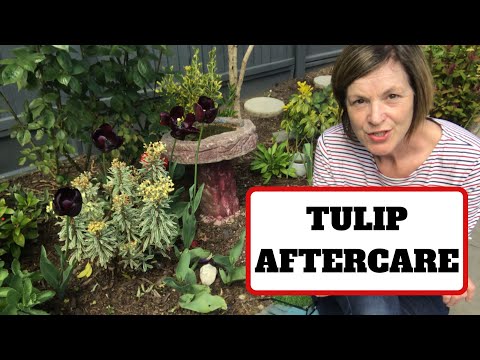 Video: Tulpenbladeren zijn geel - Redenen waarom tulpenbladeren geel worden