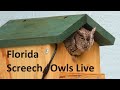 Florida Screech Owls Live From The Nest Box