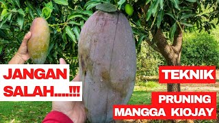 Cara Pruning Mangga Kiojay Agar Cepat Berbuah- Kebun Mangga UHDP Arun