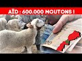 Ad aladha 2024  le maroc importe 600000 moutons
