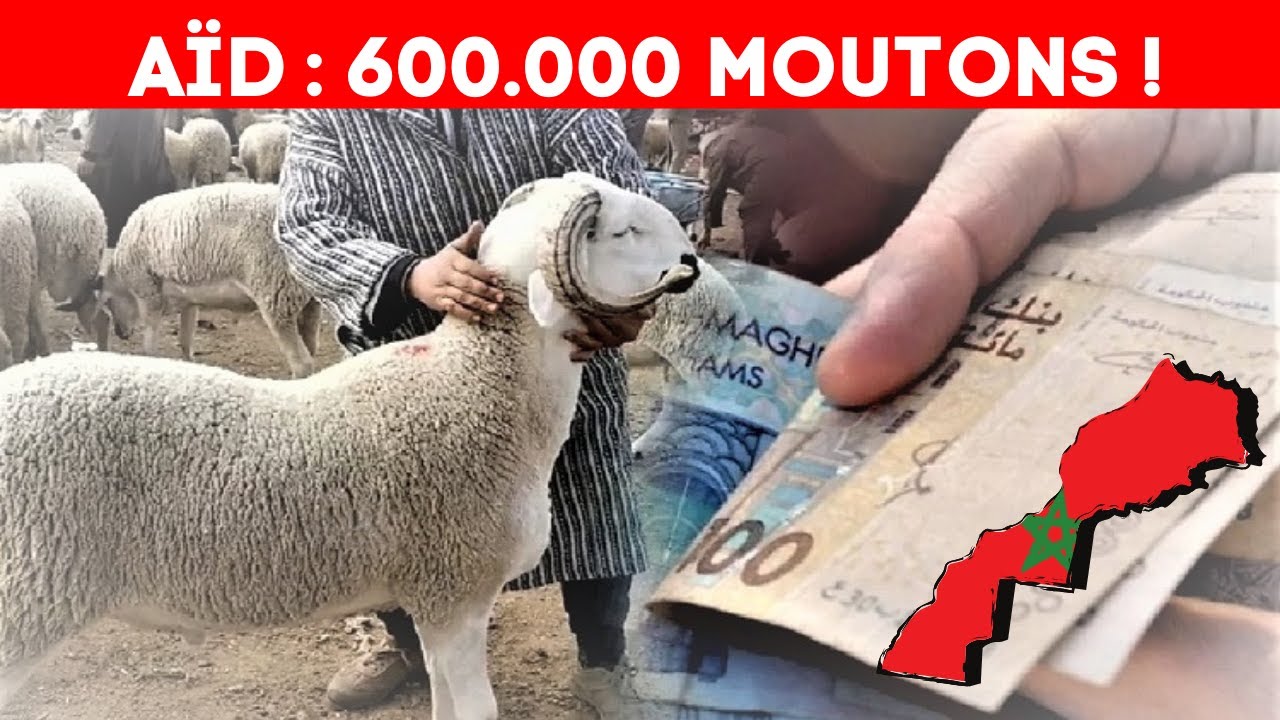 Ad Al Adha 2024  Le Maroc Importe 600000 Moutons